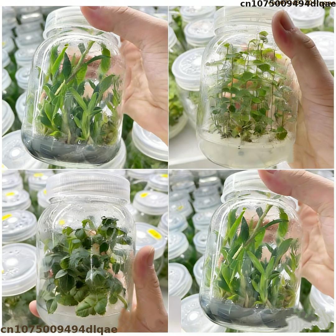 Agar Tissue Culture - Polvo de Agar para Cultivo de